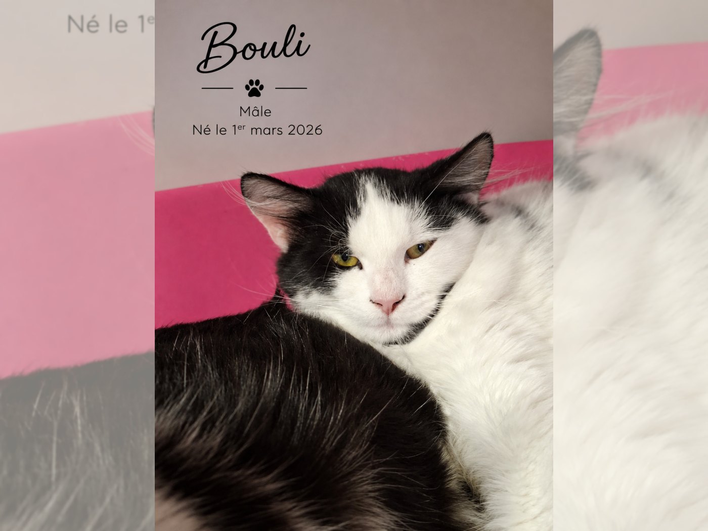 Photo de BOULI