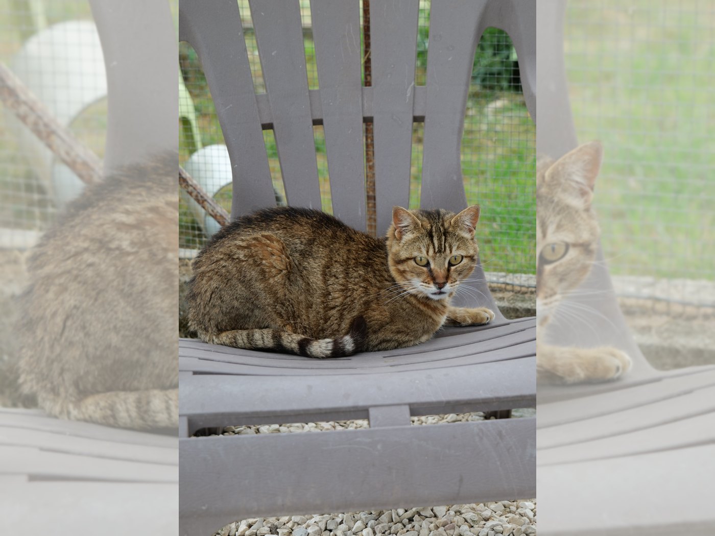 Photo de TOOTSIE