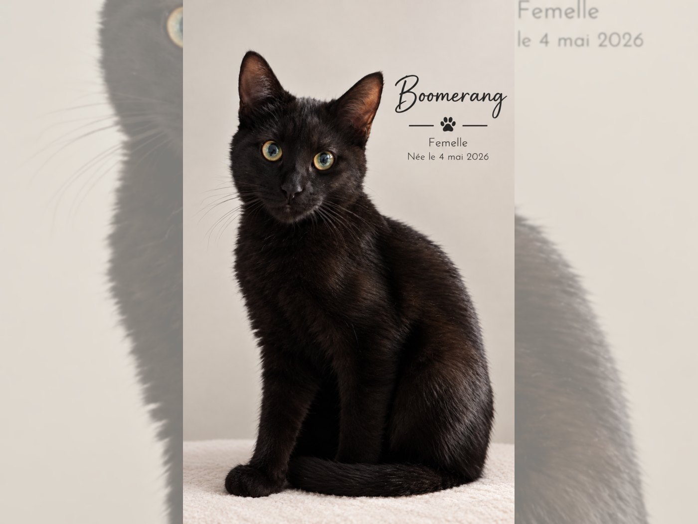 Photo de BOOMERANG