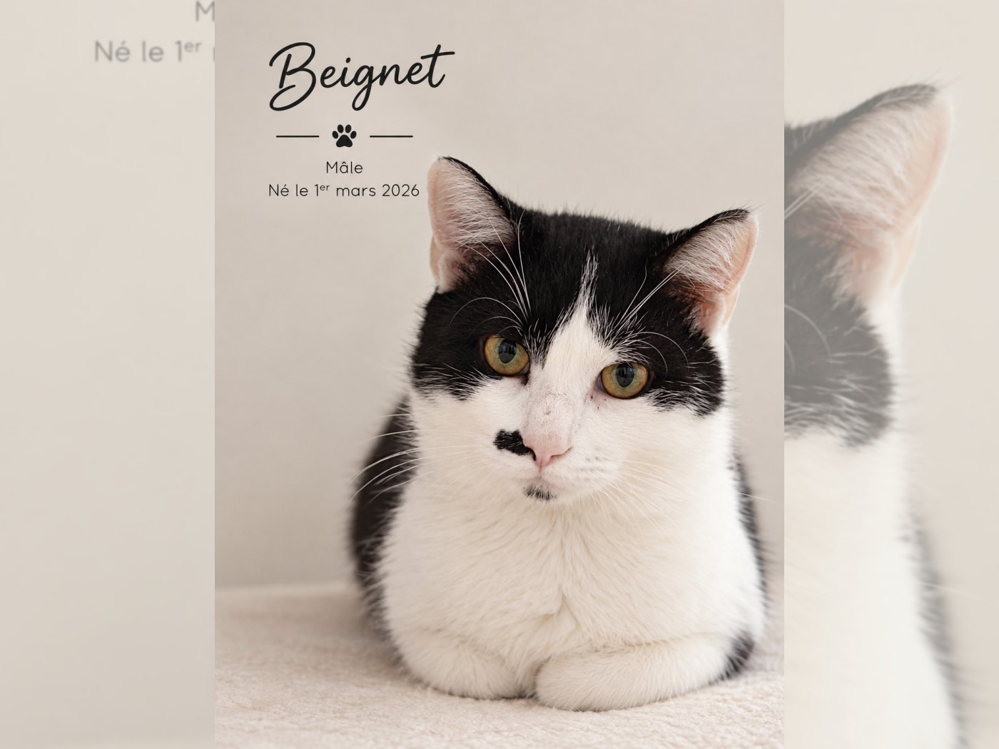 Photo de BEIGNET