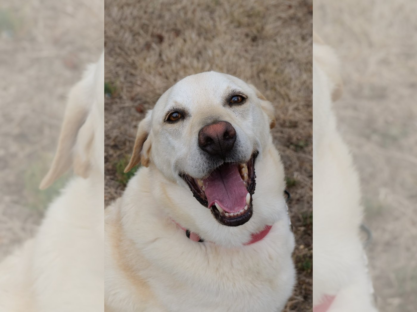 Photo de SIMBA