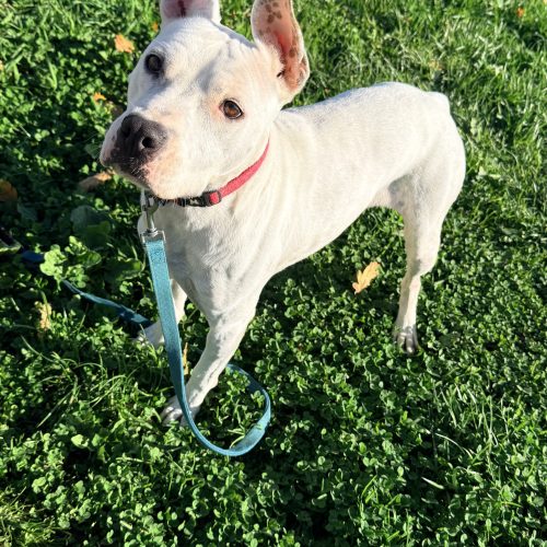 Tutti Renato Tutti Renato