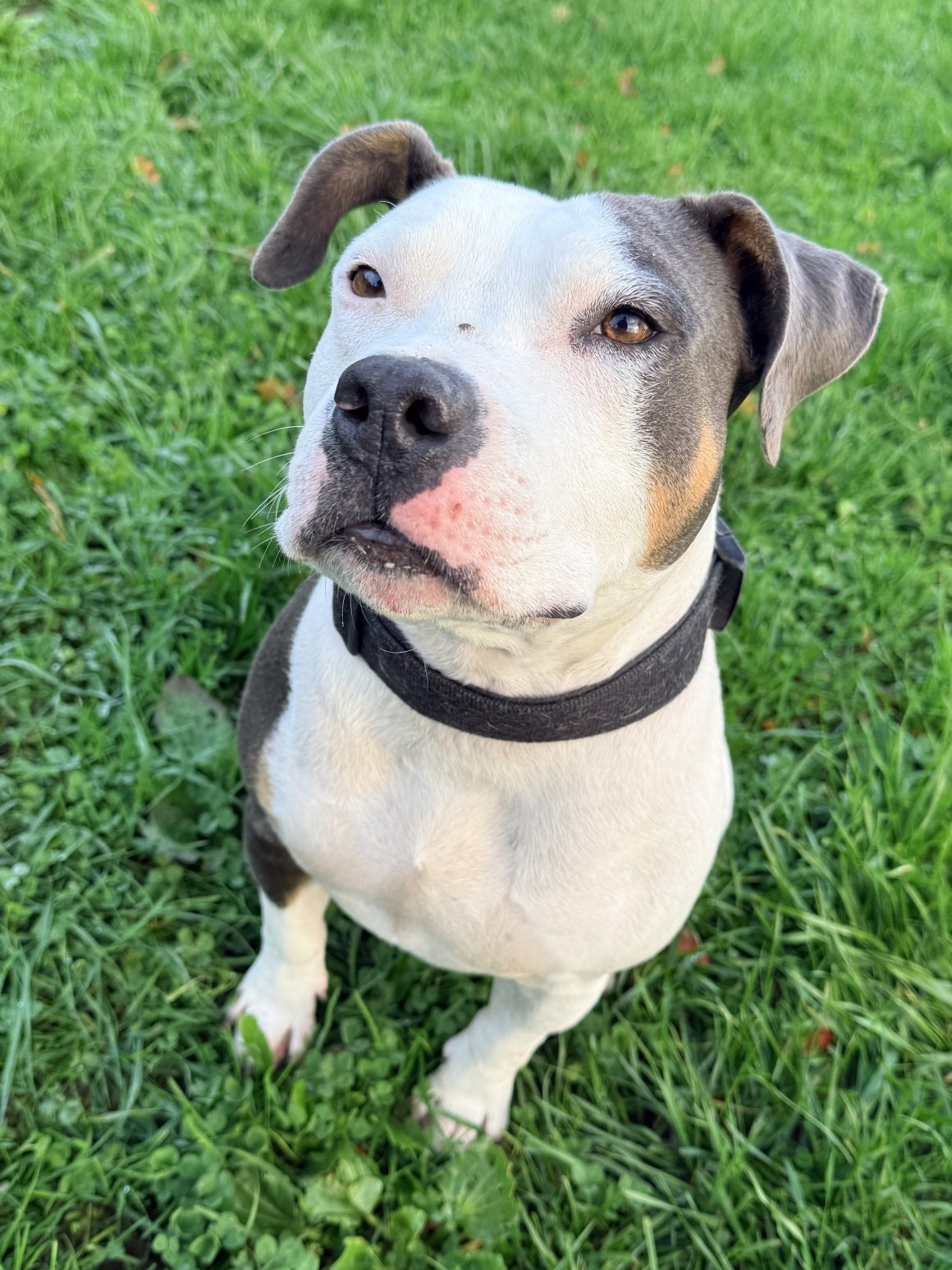 Tao de la taverne d’Ox