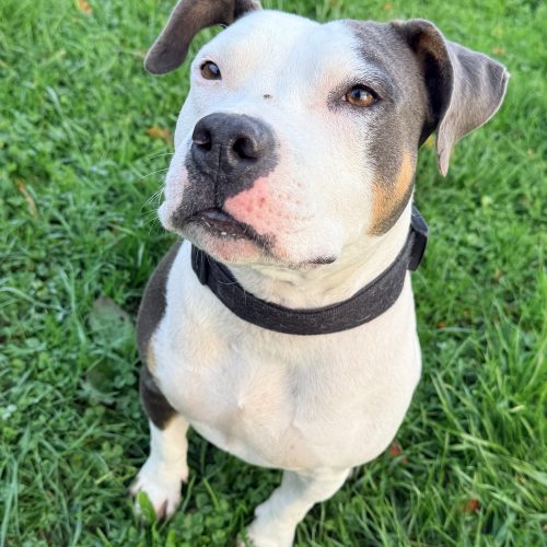 Tao de la taverne d’Ox Tao de la taverne d’Ox