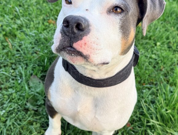 Tao de la taverne d’Ox